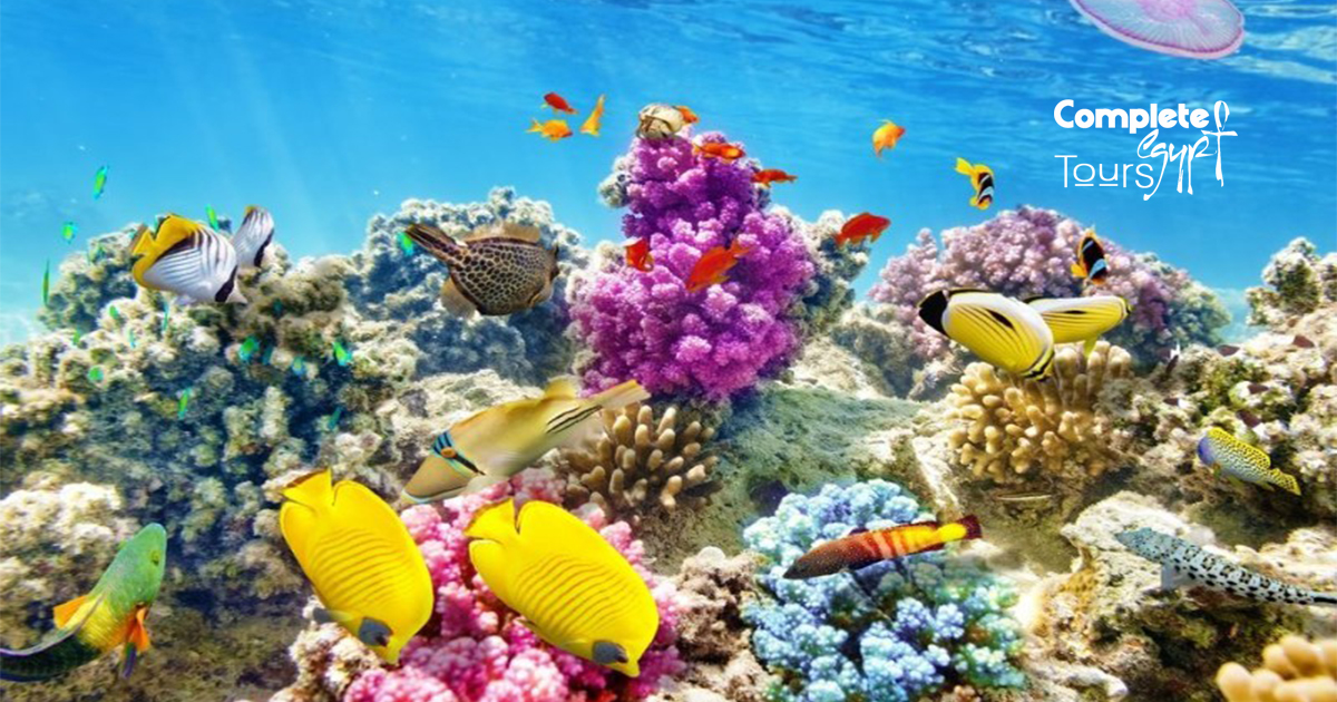 coral reef hurghada