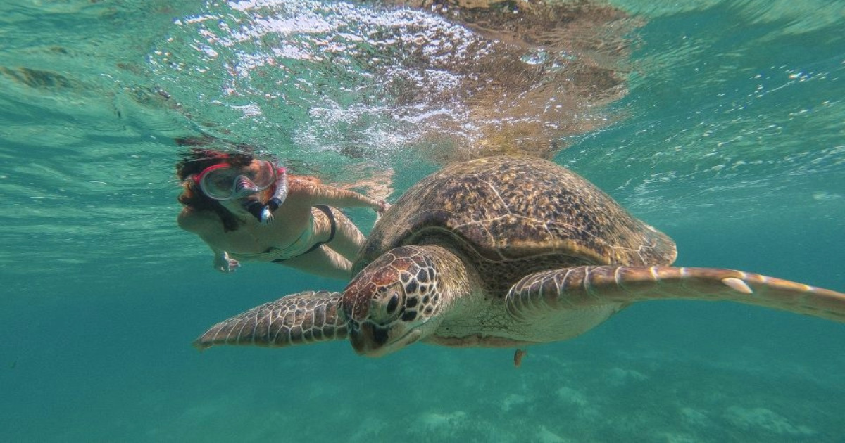 Marsa Mubarak snorkeling dugongs and turtles